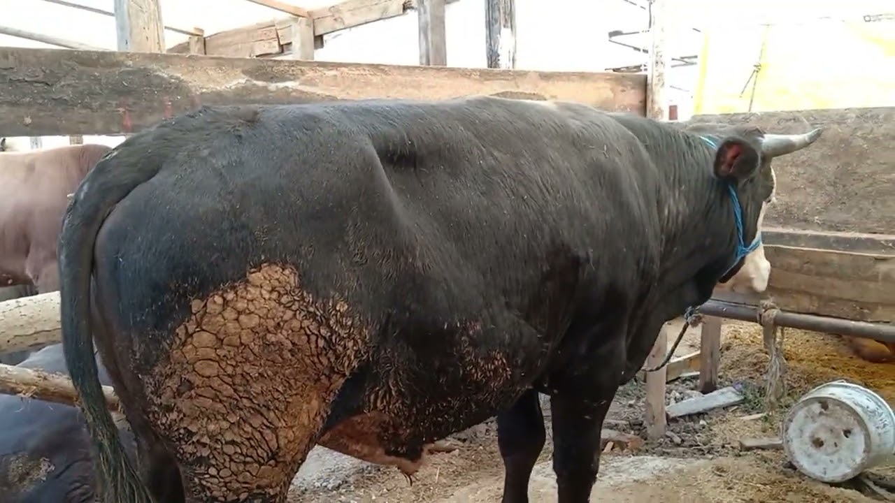2024 BÜYÜK BAŞ  KURBAN PAZARI  KİLO FİYATLARI BURSA GEÇİT KURBAN PAZARI CADIR NO.52