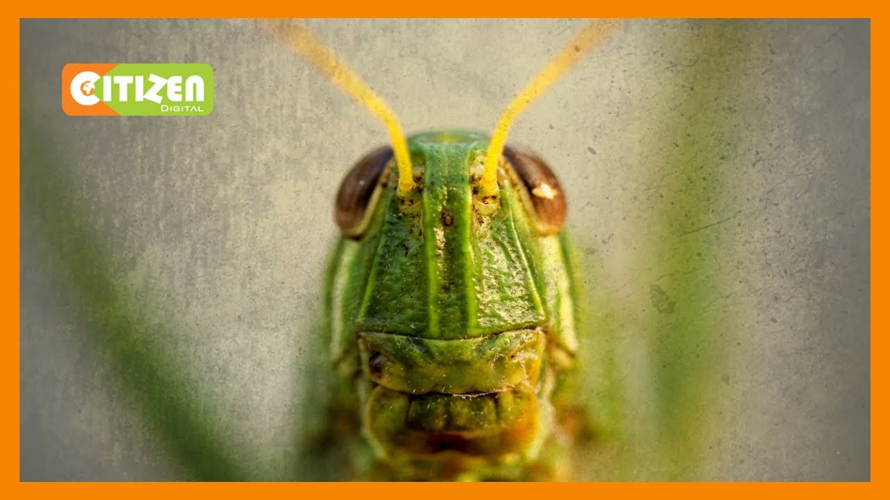 | WINGS OF CALAMITY | Locust invasion has caused massive crop destruction in Wajir County