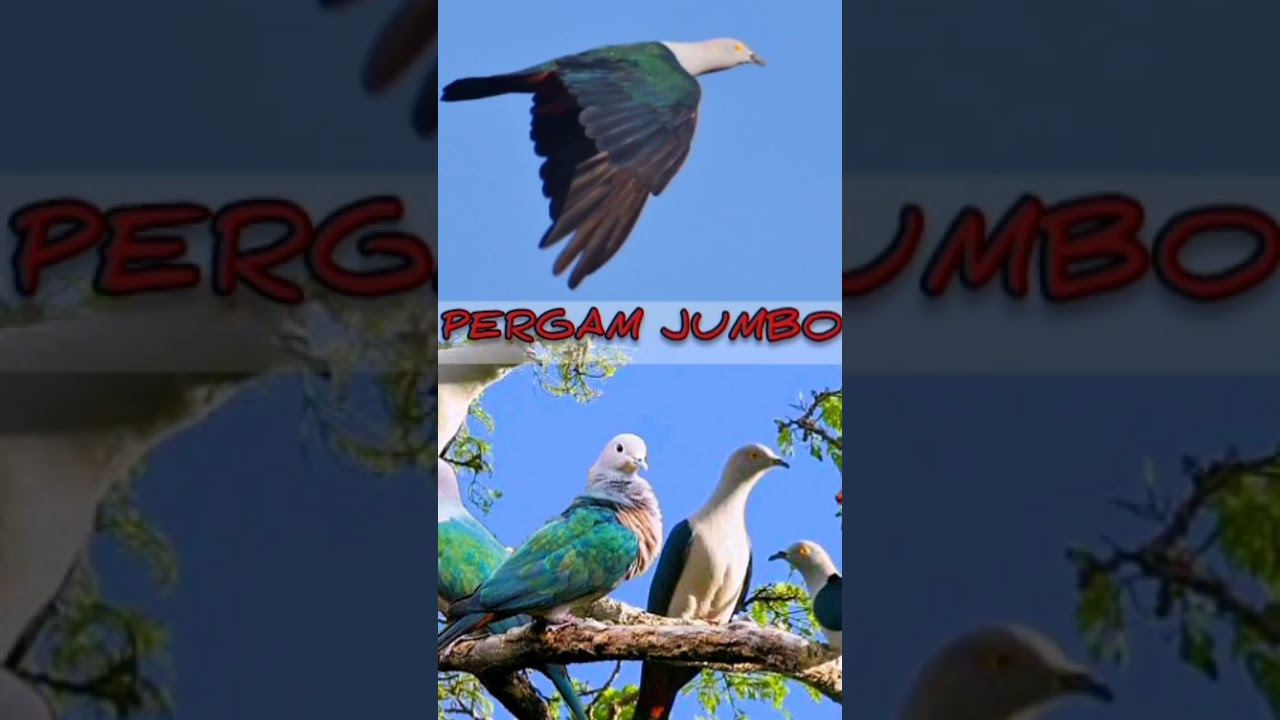 LIHAT& DENGAR KAN baik&sup2; Burung pergam suar4nya👻ser4m#shorts
