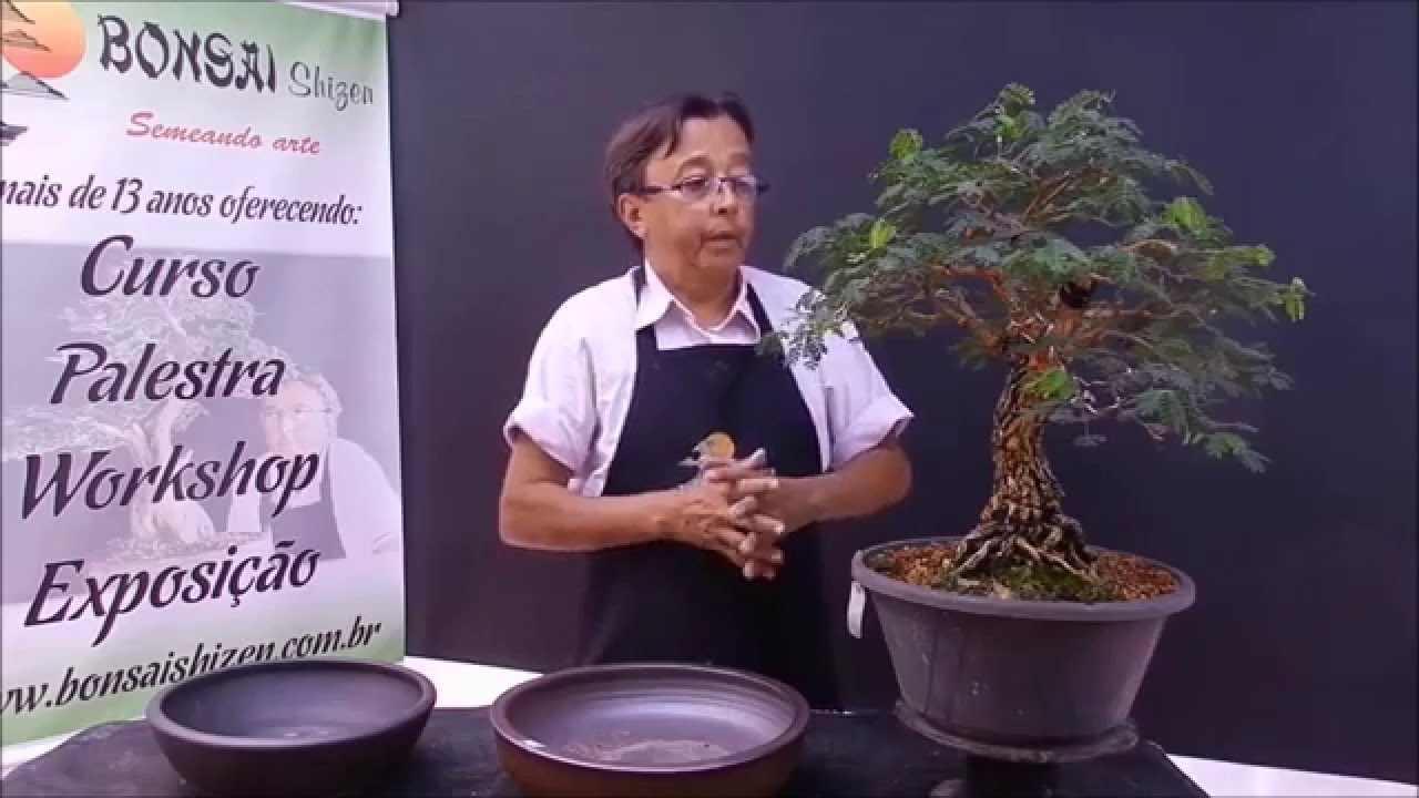 Transplante. De pré para bonsai