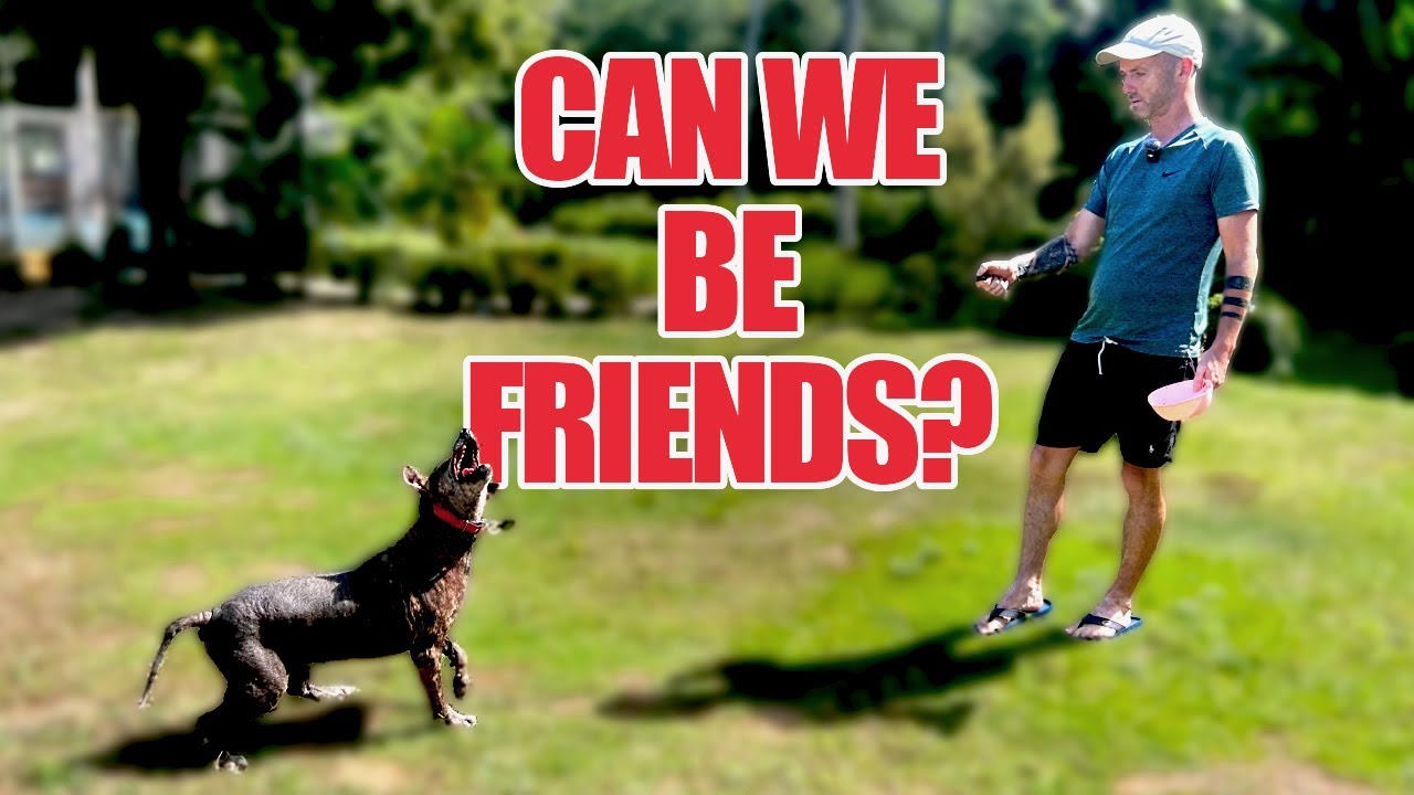 Can We Tame A Vicious Street Dog In Under 10 Minutes