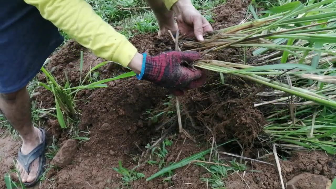 How to Plant Mombasa Grass: A Guide for Lush Pastures 🌱 | Life with Wilmer