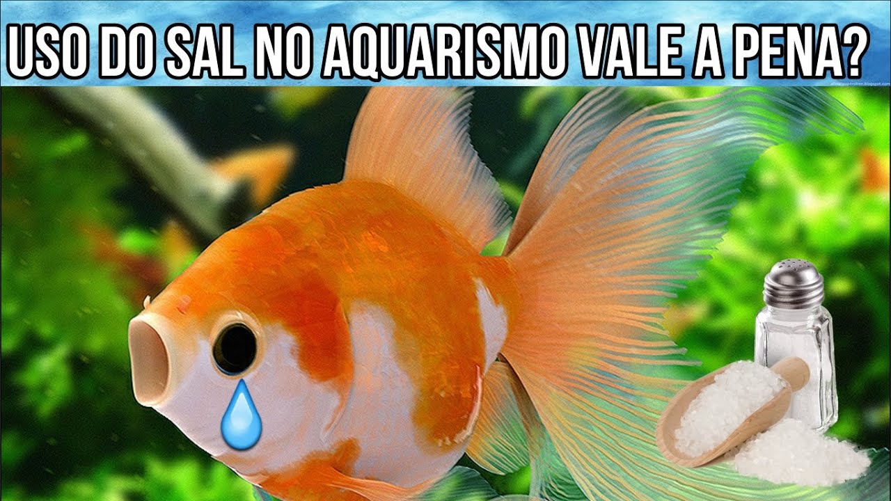Sal no Aquário Ajuda ou Atrapalha?