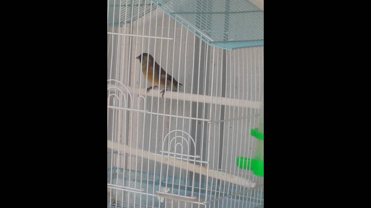 Yellow Siskin x goldfinch mule starting its song