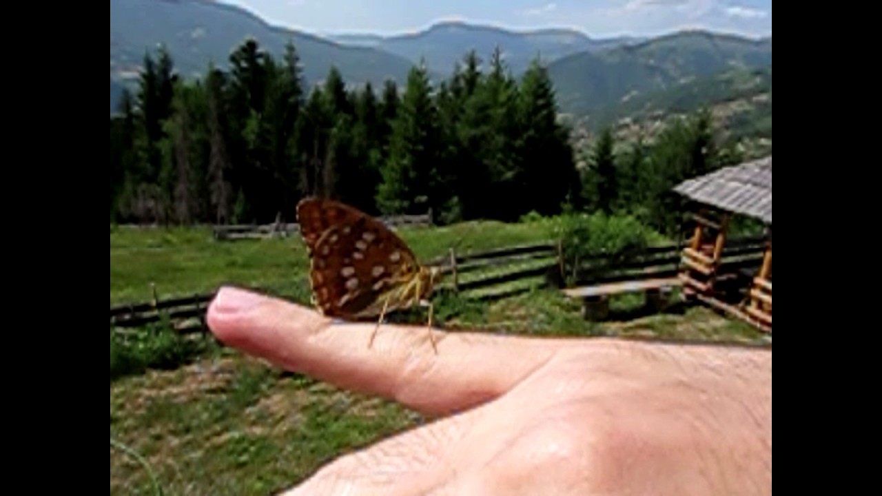 🦋 This Butterfly Wouldn’t Leave My Hand + Huge Hummingbird Hawk-Moth 😱 | SlowMo
