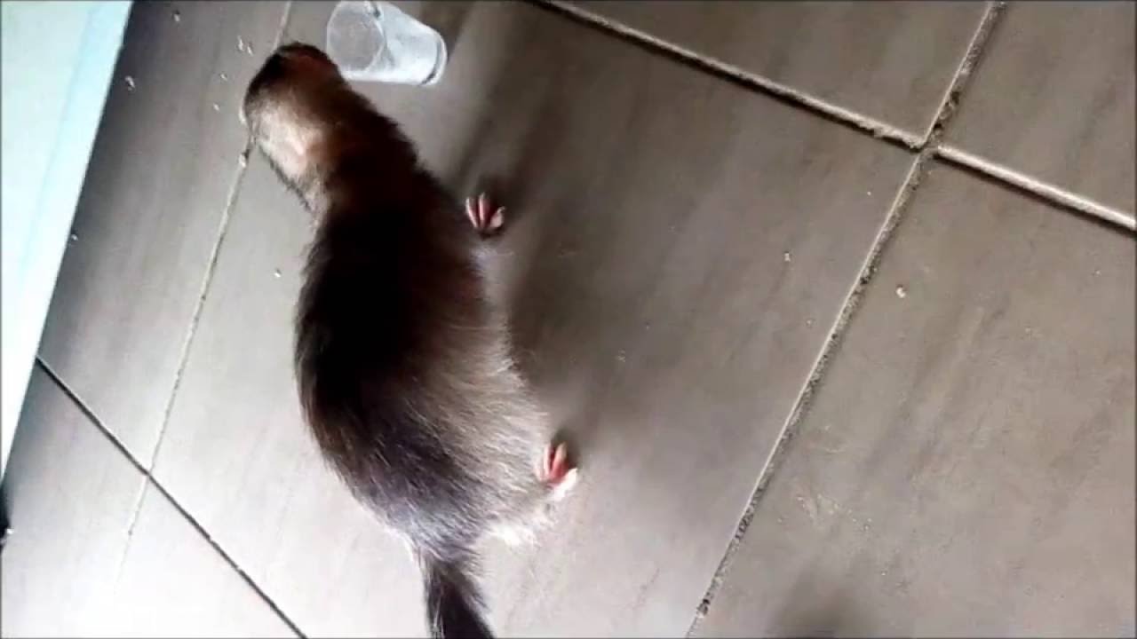 INSULINOME FURET 4 septembre 2016  16h45