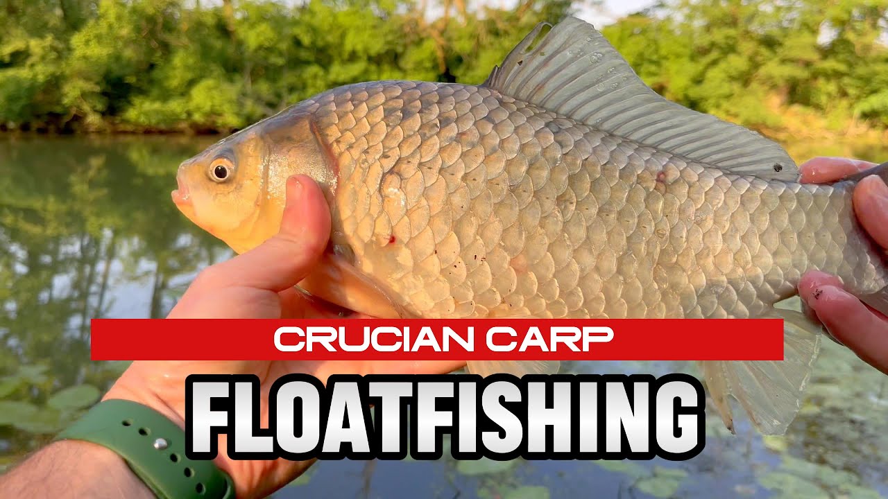 Float Fishing for Crucian Carp | Fishing SK
