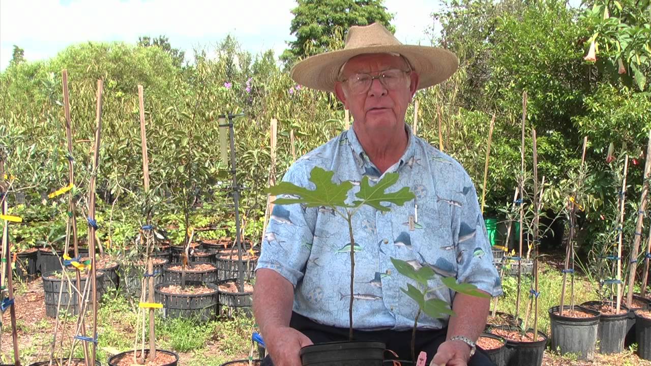 How to Grow Fig Trees