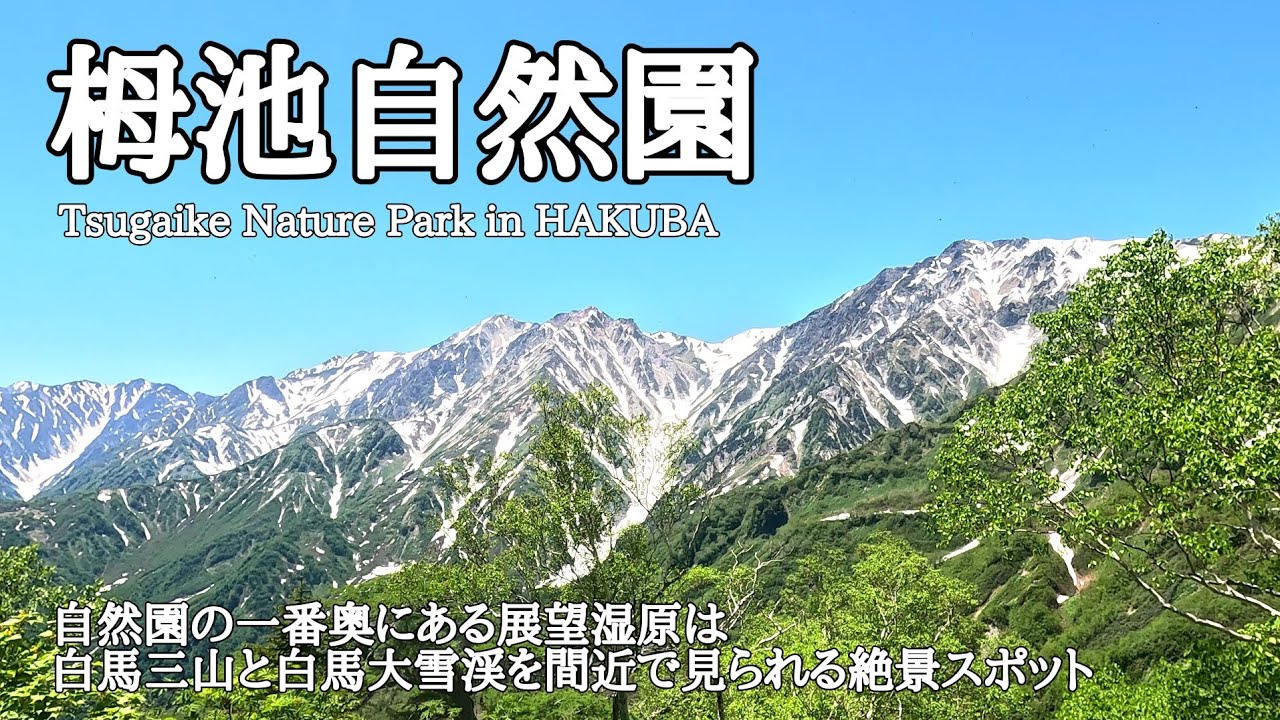 【栂池自然園】2023.6.17 高山植物が咲き乱れる白馬三山と白馬大雪渓の大展望台はまさに天空の楽園！