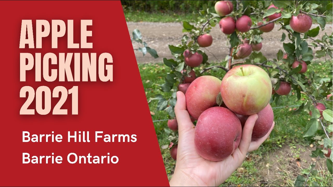 BARRIE HILL FARMS | APPLE PICKING 