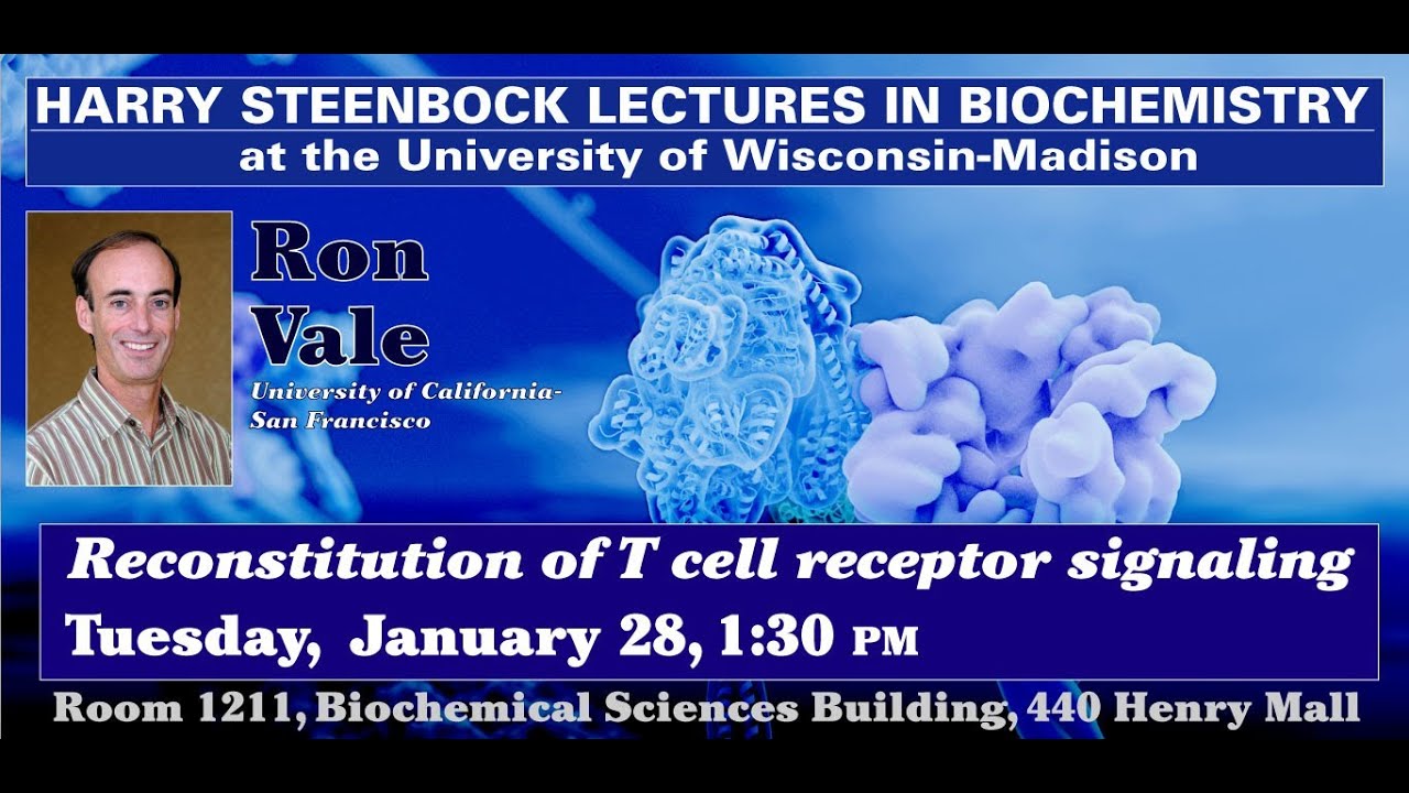 Steenbock Lecture2 - Ron Vale