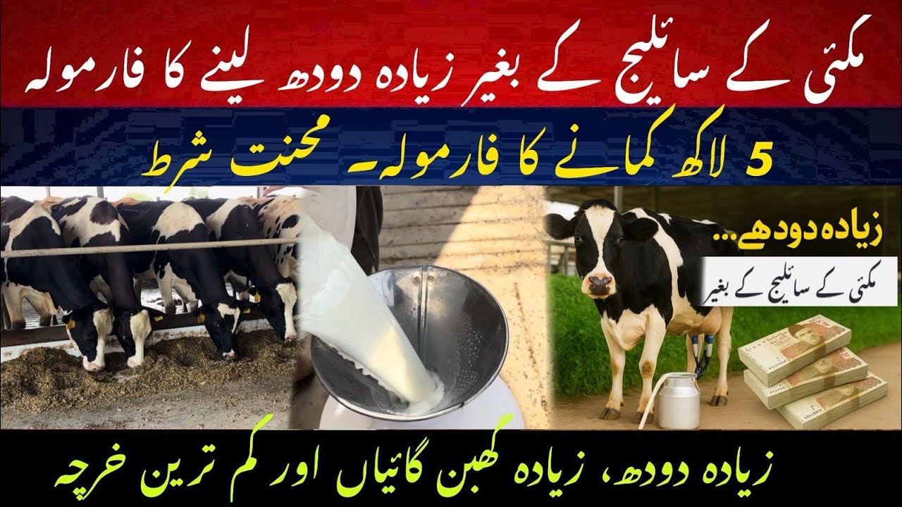 Maize silage k bagair maximum milk lain II Best milk formulation without maize silage II Earn 5 lac