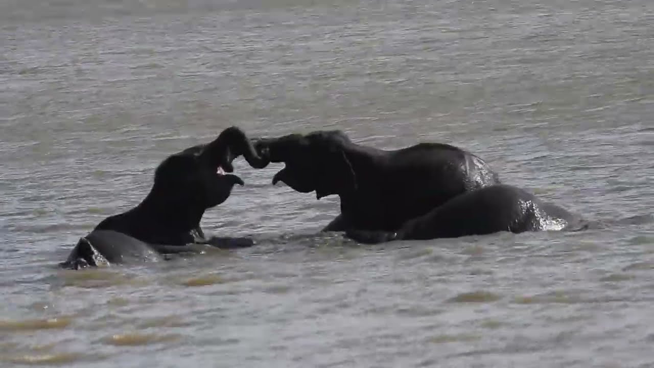 Elephant Family Enjoying a Bath in the Lake | Relaxing Wildlife Moments 🐘💦