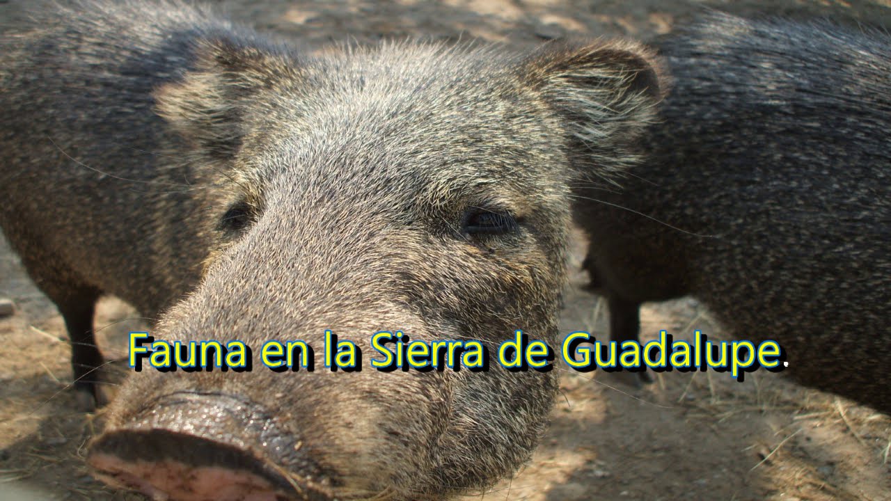 Fauna en la Sierra de Guadalupe