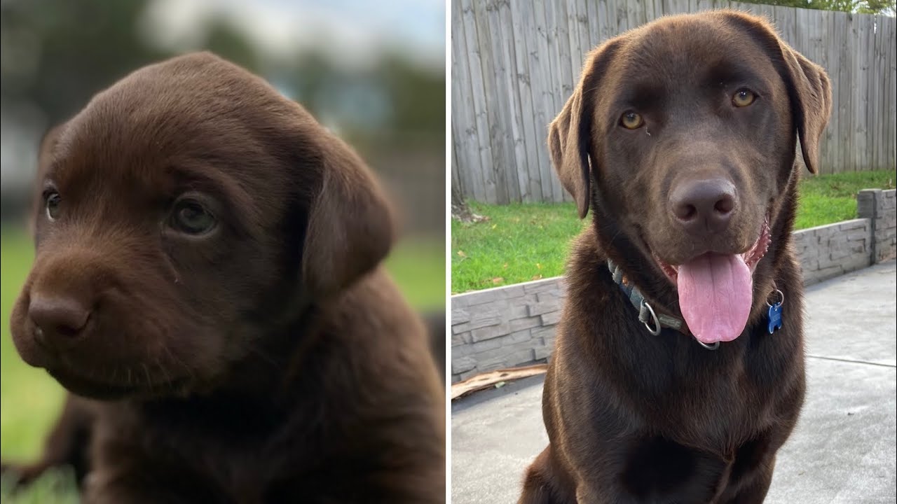 Chocolate Labrador Puppy Growing Up from 4 Weeks Old to 2 Years Old | Puppy to Dog