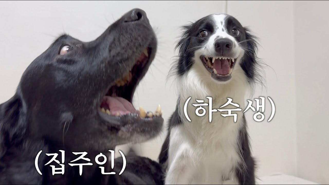 리트리버 다섯 마리 집에 보더콜리 맡기면 생기는 일