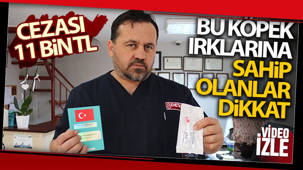 Bu Köpek Irklarına Sahip Olanlar Dikkat: Cezası 11 Bin TL