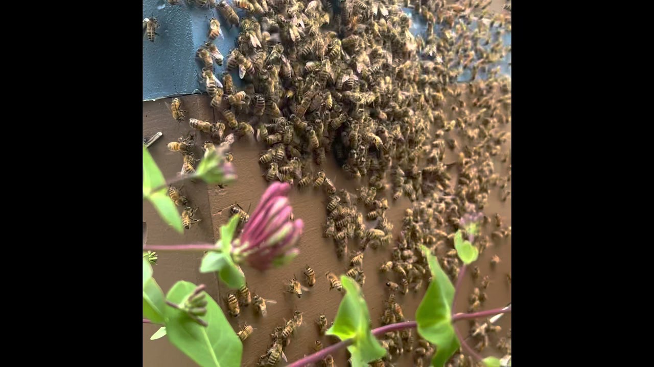Bee Swarm Moving Into Swarm Trap 9/19/2021