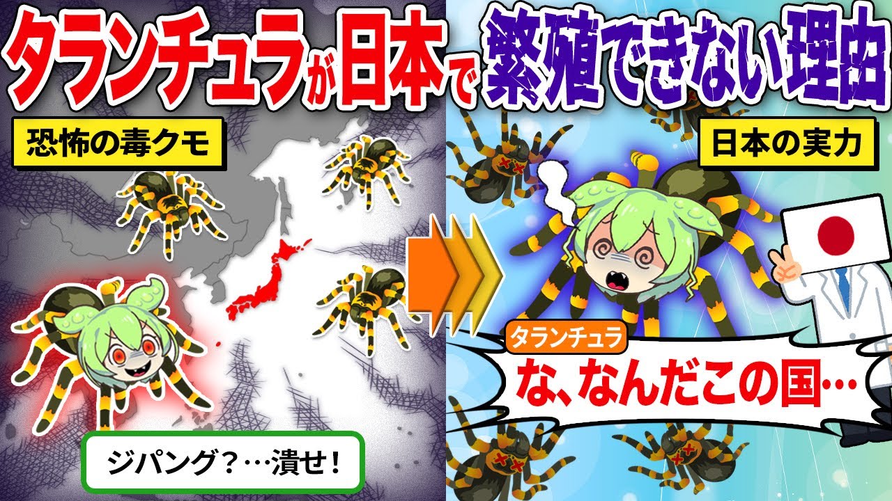 日本でタランチュラが繁殖できない理由