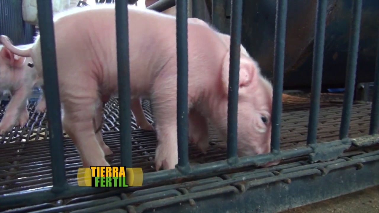 TIERRA FÉRTIL TV-PRODUCCIÓN PORCINA (10.12.16)