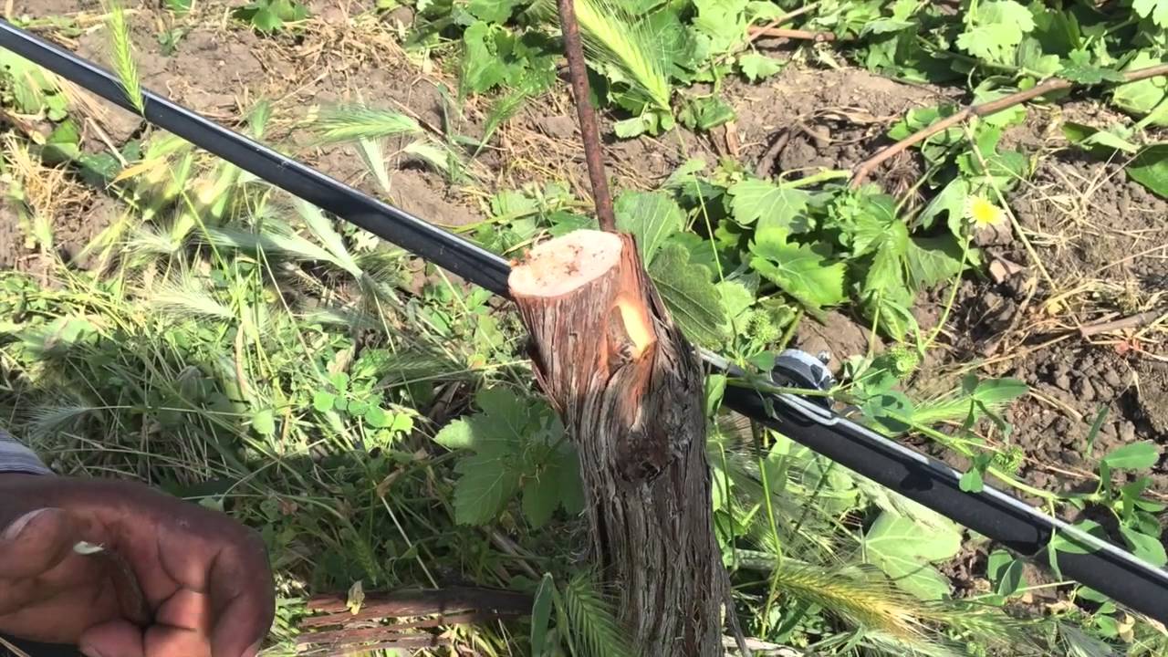 Ampelos Vineyard - bud grafting