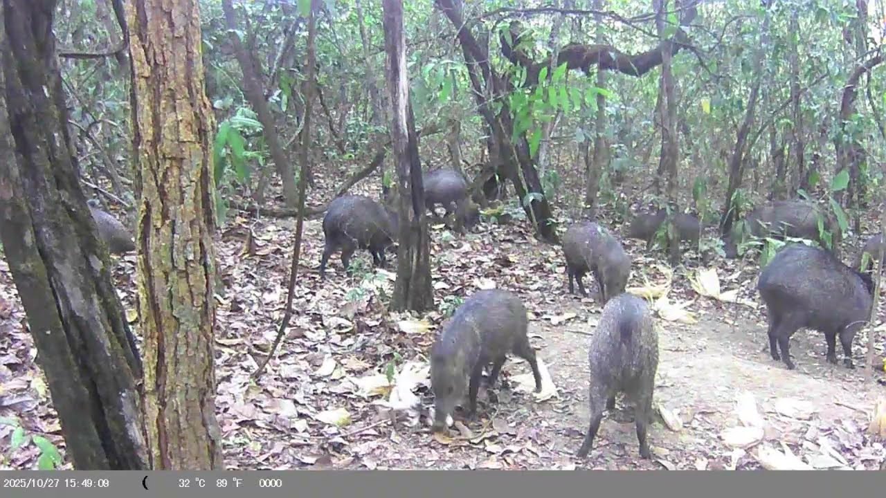 BANDO DE CATETOS NA CEVA! 🐗🐗 | Ceva 05 e Ceva 06 em plena atividade