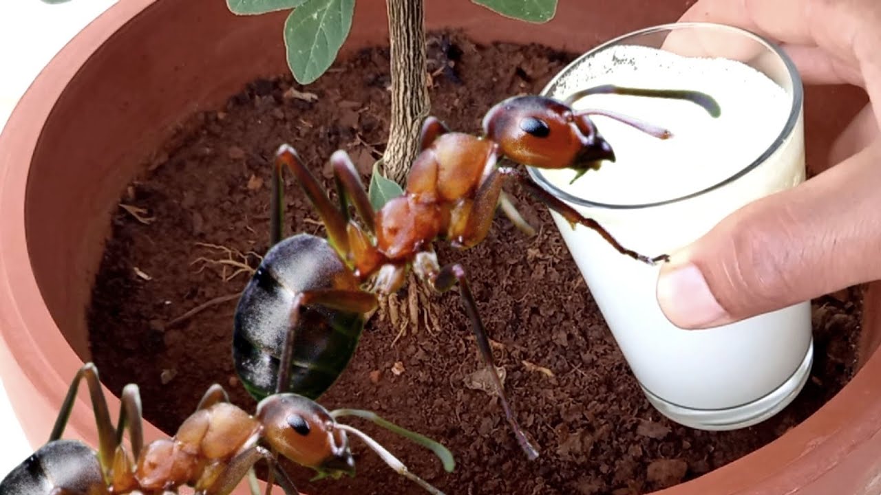 كوب واحد من هذا الماء يقضي على تواجد النمل نهائيا