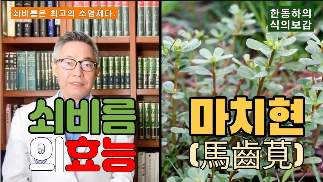 [식의보감] 쇠비름은 최고의 소염제다!  열(염증)을 제거하면서 해독하고 어혈을 흩어뜨리고 종기(종양)를 삭인다.