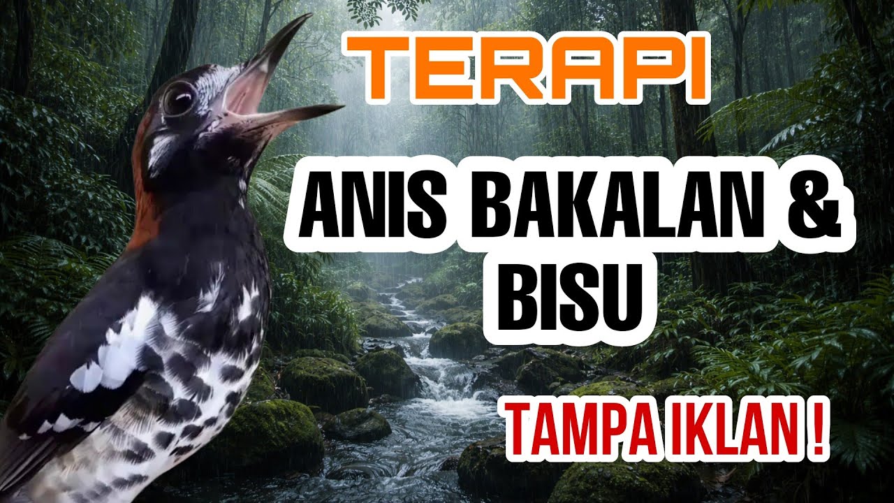 Suara TERAPI Burung ‼️ TERAPI Burung Anis Kembang TAMPA IKLAN