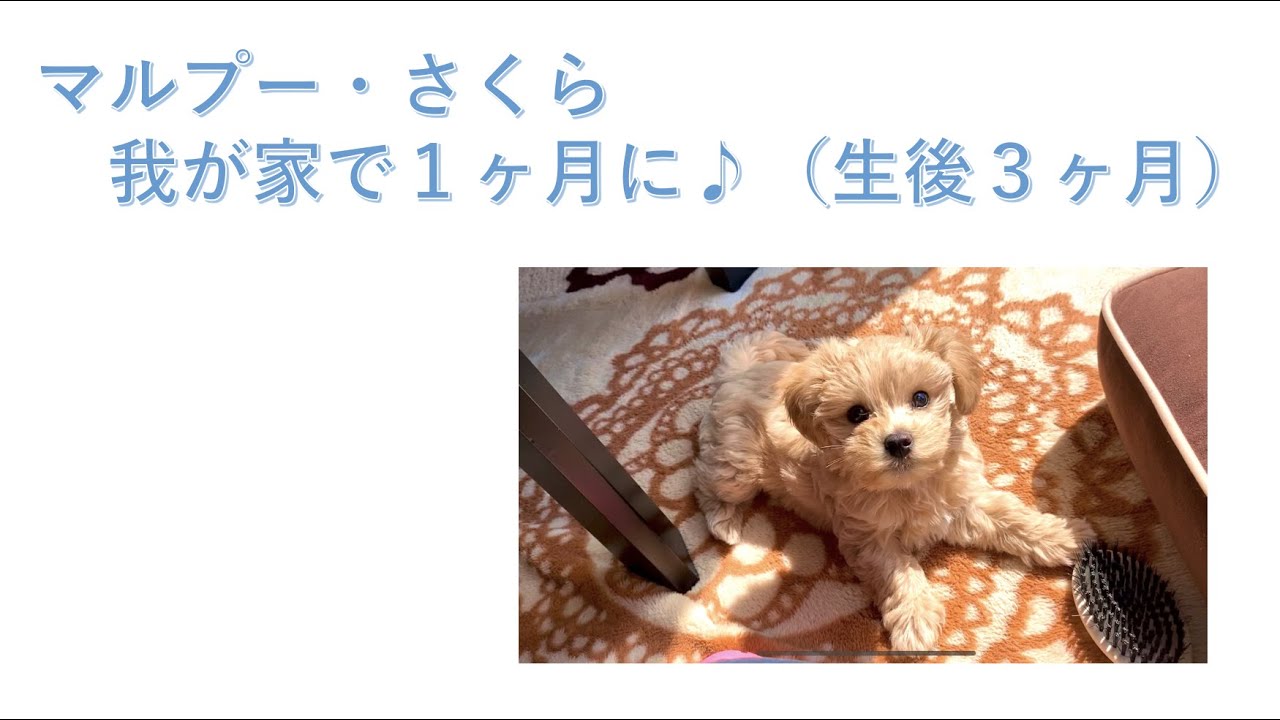 「マルプー・さくら」１ヶ月経ちました（生後３ヶ月）