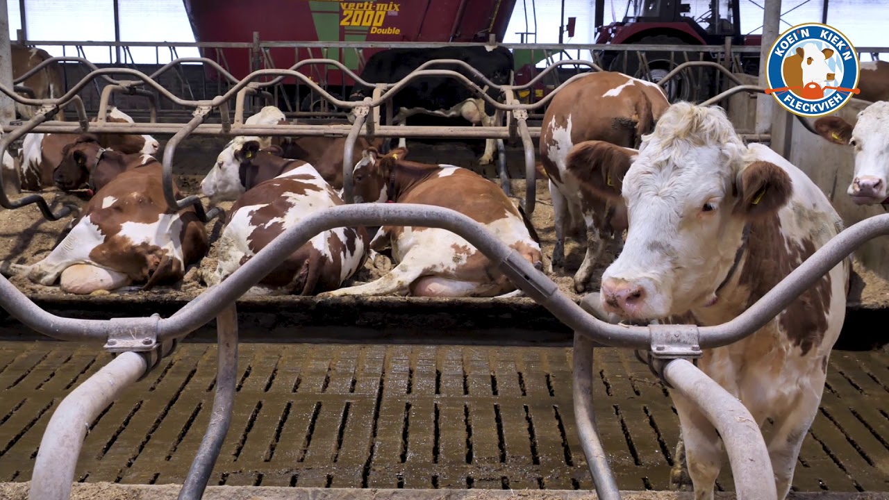 Koei'n Kiek'n op afstand bij Hooch Antink in Koekange