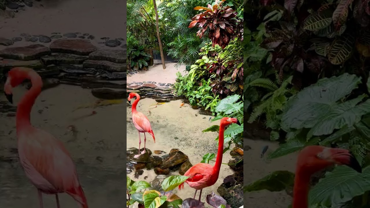 Nature doesn’t rush — even here. 🦩 