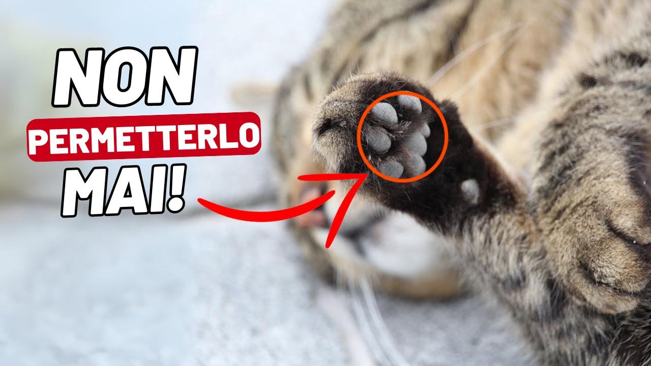Hai un gatto da casa? NON FARLO MAI! (Errori più comuni nei gatti che vivono in casa)