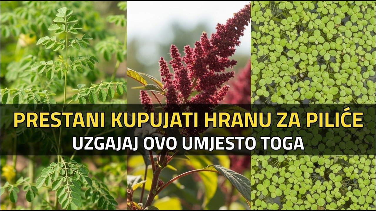 Ovih 7 Biljaka Potpuno Zamjenjuje Hranu Za Kokoši! Posadi Jednom, Hrani Zauvijek!
