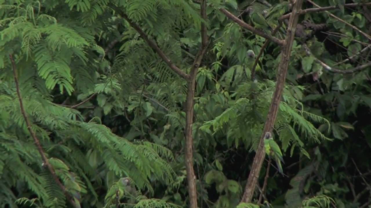 Tiputini Biodiversity Station: a biological treasure trove in western Amazon rainforest