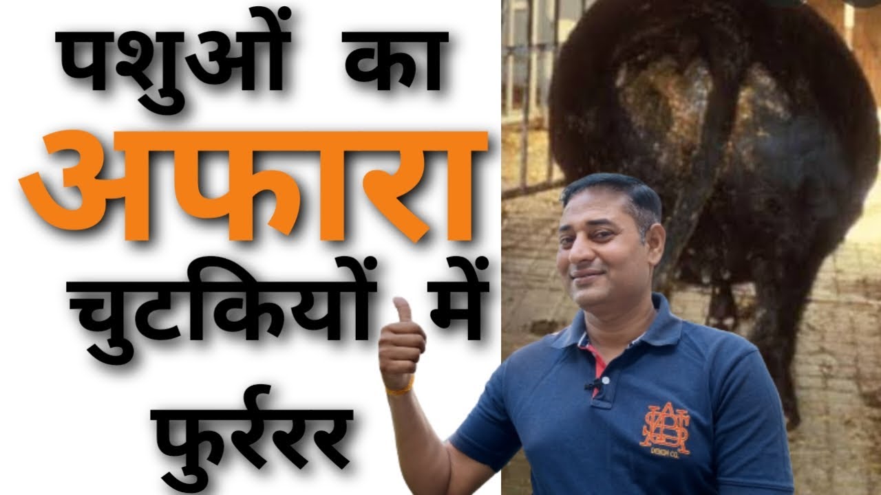 Gay Bhains ke आफरे का इलाज | Afra rog ka ilaj |अफारा रोग का देसी इलाज | Dairyfarming
