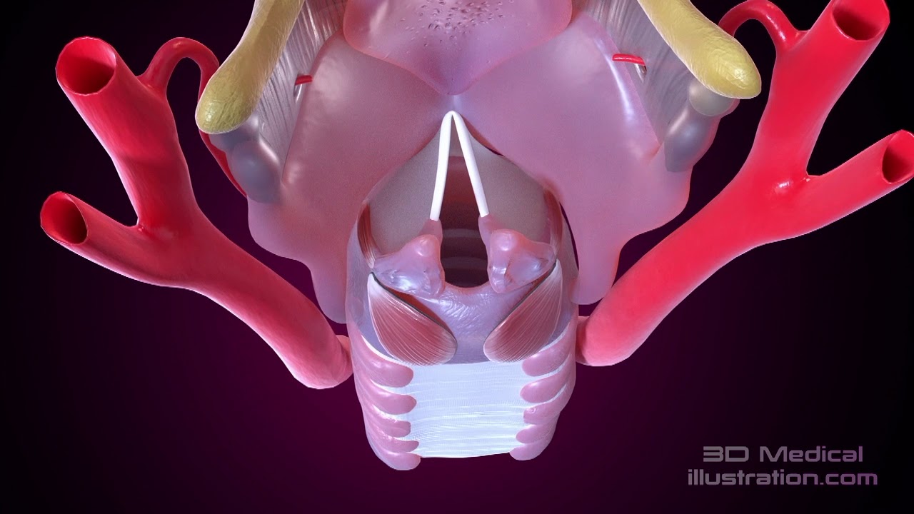 Vocal cords adductor and abductor muscles