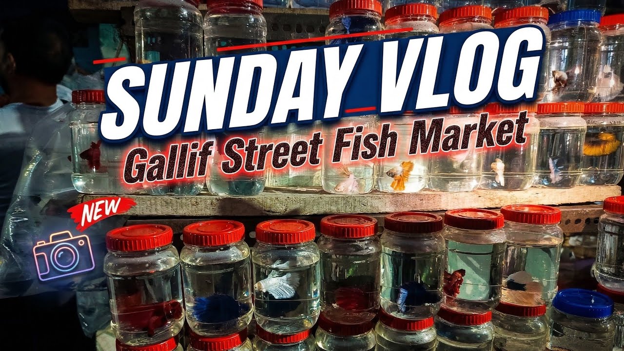 Beta fish morning view 🐠🐟#viral #aquariumfishmarket #viralvideo #video #betta 