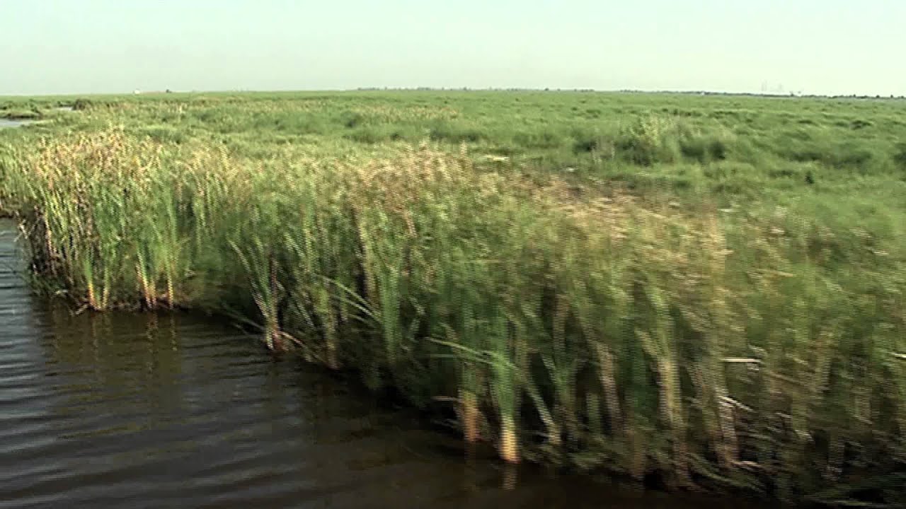 Wetlands: Texas Aquatic Science- Chapter 10