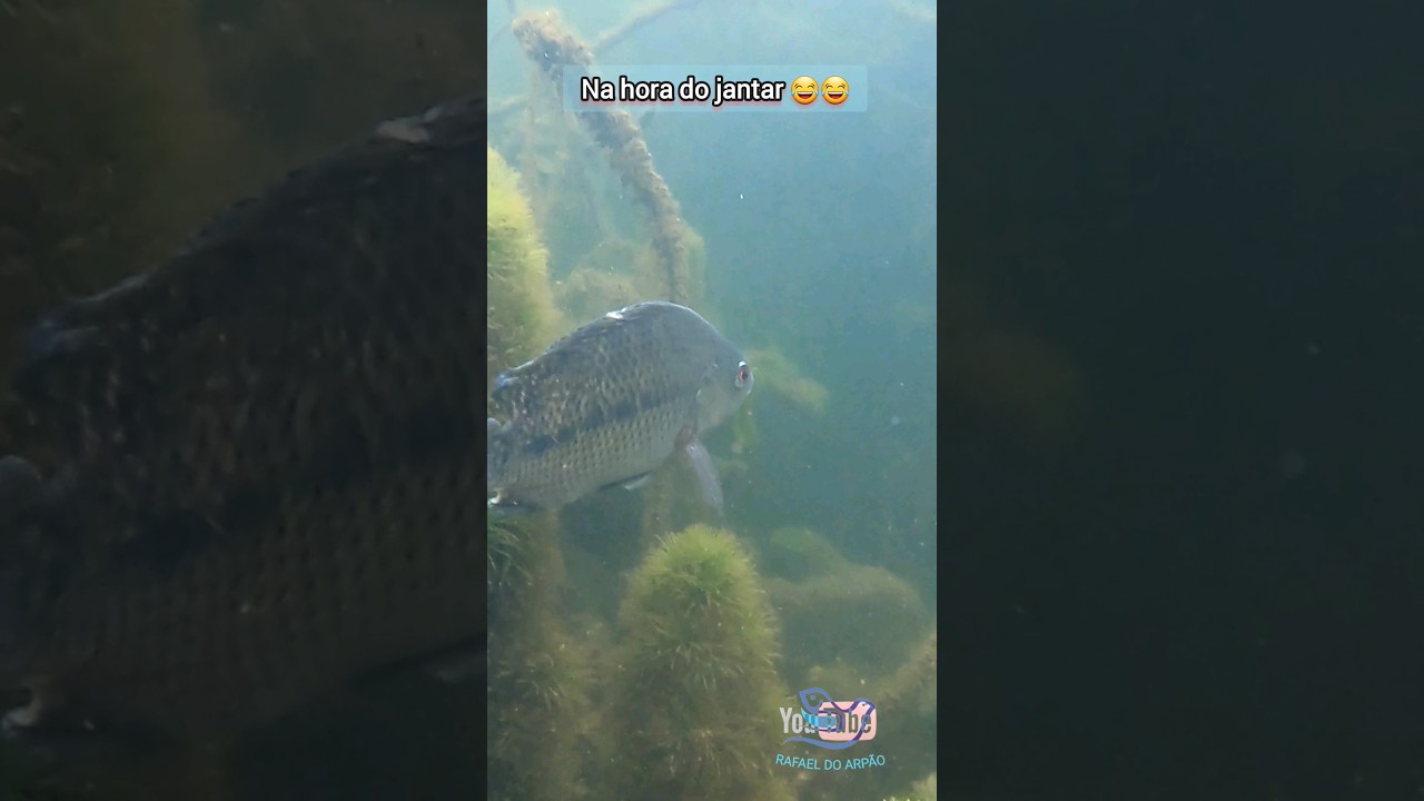pesca sub! o alimento da tilapia do Nilo #shorts
