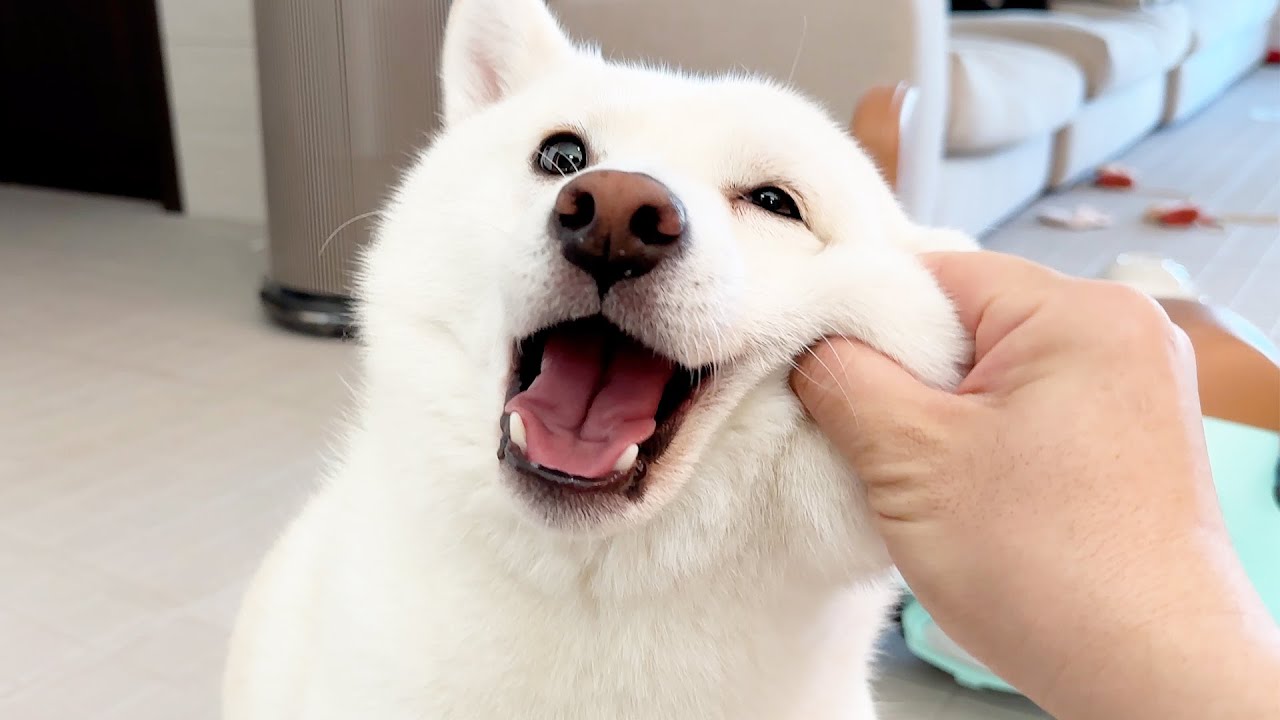 강아지 볼살이 귀여워서 계속 꼬집었더니...ㅋㅋ