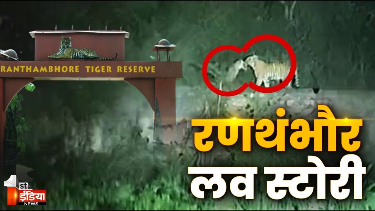 बाघ की प्रेम कहानी | Ranthambore Tiger Reserve | Tiger Love Story | First India Exclusive Report