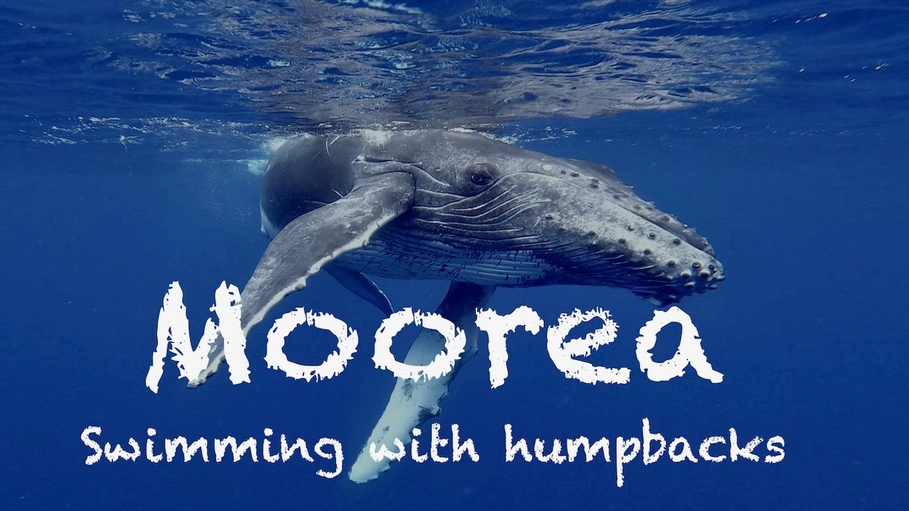 Moorea (4K), French Polynesia, 2022 - Sound of the Whales (swimming with humpback whales, dolphins)