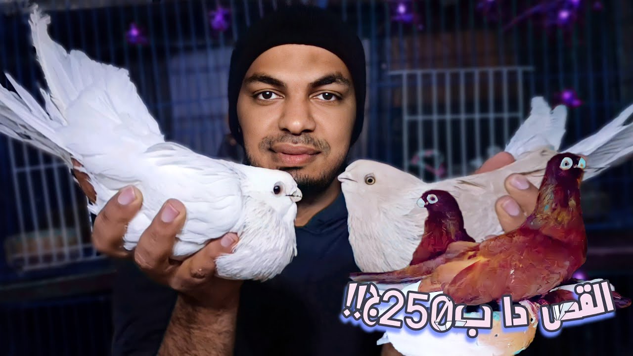 صفر ورق ومرقعات مستويات قوية تبدأ من 250ج #محمود_جوبا