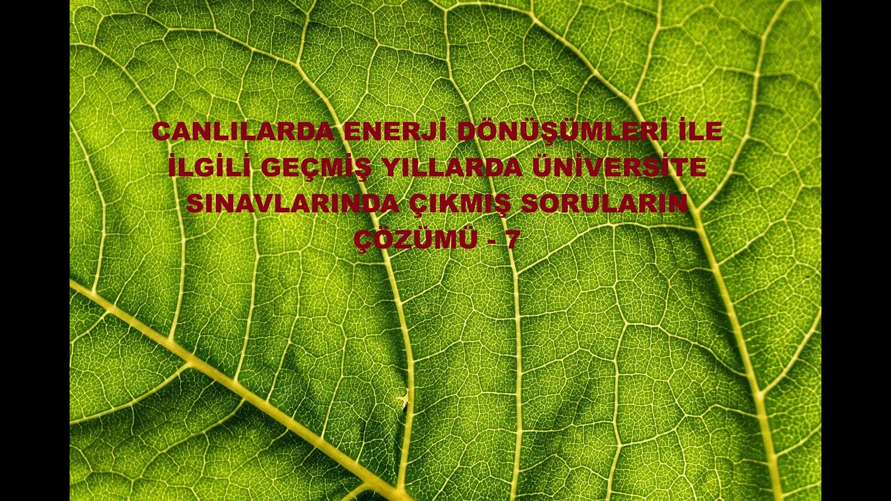 FOTOSENTEZ VE SOLUNUMLA İLGİLİ GEÇMİŞTE ÇIKMIŞ ÜNİVERSİTE SORULARININ ÇÖZÜMÜ - 7