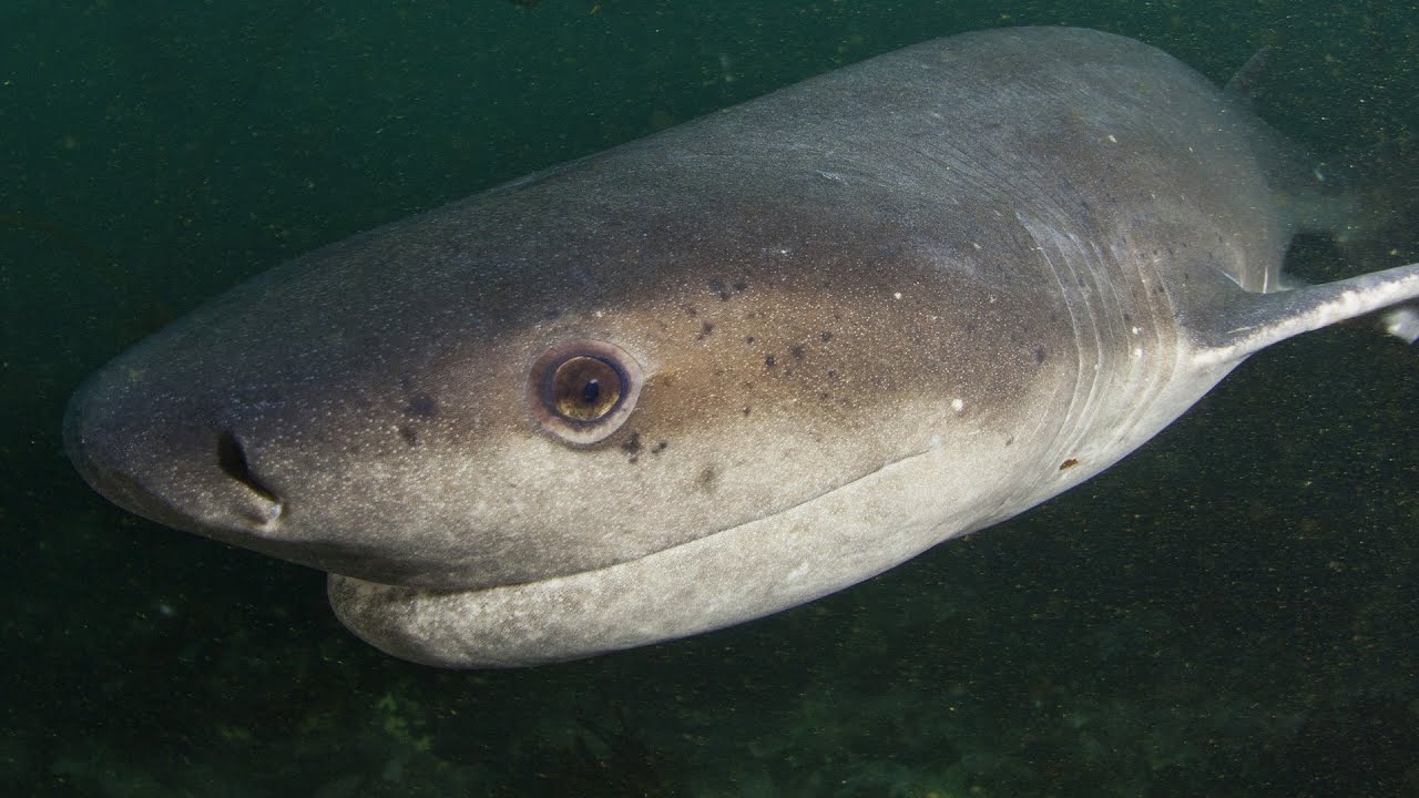 Prehistoric Smiling Sharks!