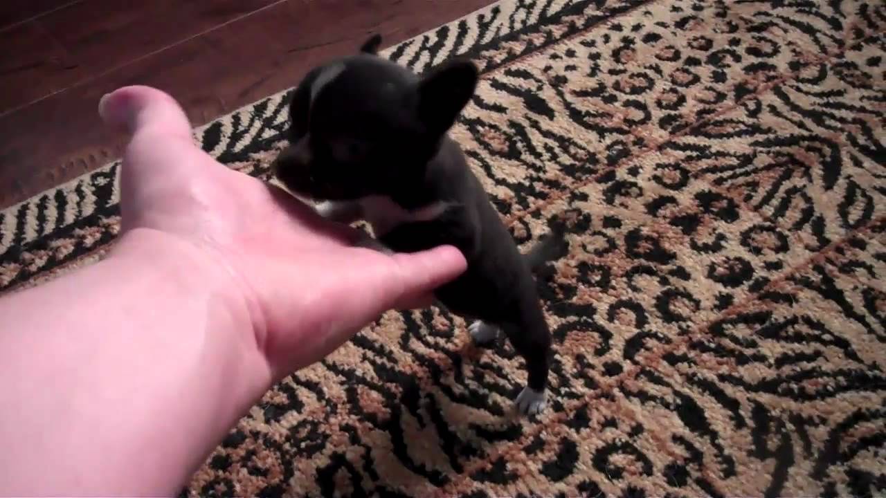 U HAVE TO SEE!!! Micro Pocket Chihuahua - Female -Black- Shipping Available LOOK