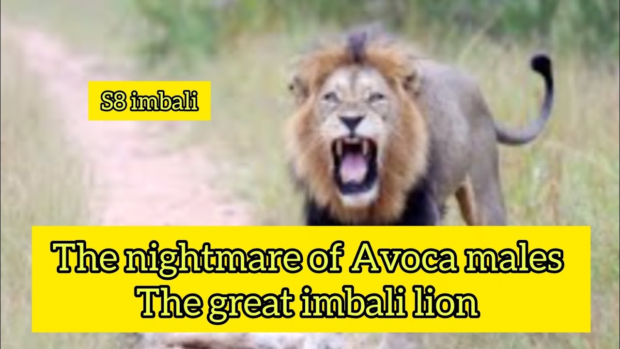 The short story of s8 imbali lion .