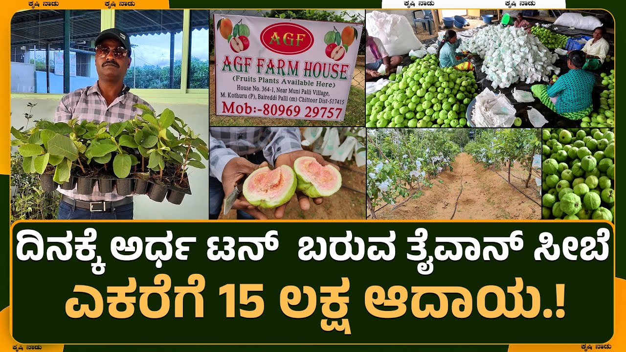 ದಿನಕ್ಕೆ ಅರ್ಧ ಟನ್ ಇಳುವರಿ ಬರುವ ತೈವಾನ್ ಸೀಬೆ .! ಎಕರೆಗೆ 15 ಲಕ್ಷ ಆದಾಯ.! | AGF Guava farm