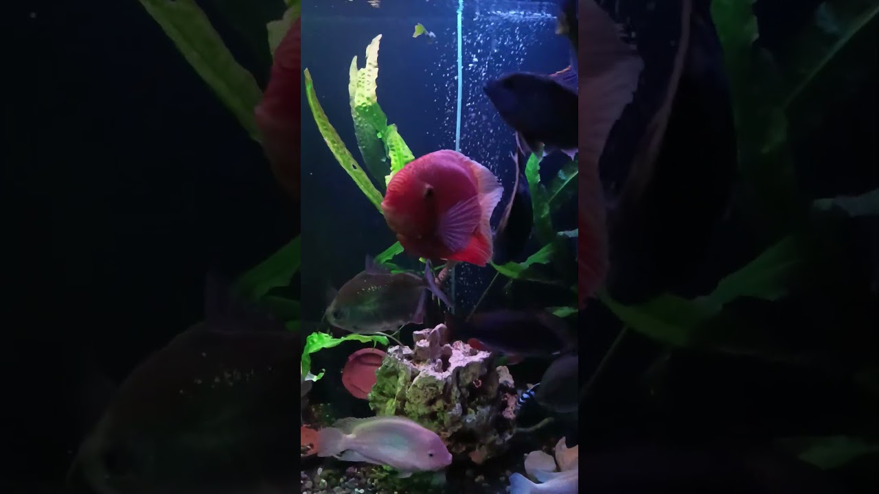 Кислопровод работает на отлично👍👏😆 #shorts #aquarium #юмор